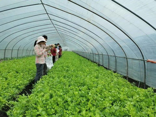 农业农村部发布 农业农村部关于加强乡镇农产品质量安全网格化管理的意见